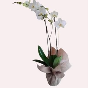 Mata de orquídea fúnebre fresca con tarjeta de condolencias personalizada en Cali